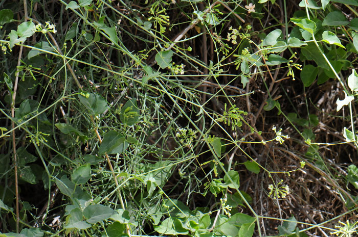 Boerhavia scandens, Climbing Wartclub